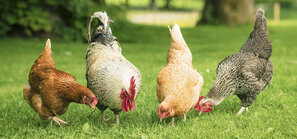 Hühner im Gras | © Andermatt BioVet AG