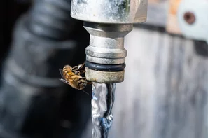 Biene am trinken | © Andermatt BioVet AG