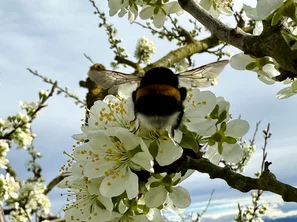 Hummel von hinten | © Andermatt BioVet AG