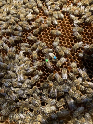 Bienenköniginnen auf Wabe | © Andermatt BioVet AG