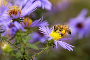 Bienen Closup vor violetter Blüte | © Andermatt BioVet AG