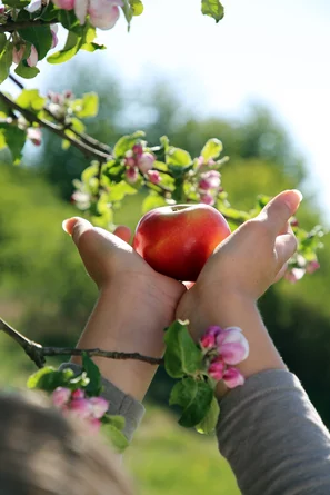 Apfel mit Händen umrahmt | © Andermatt BioVet AG