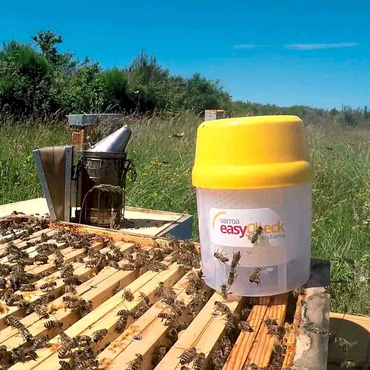 Varroa EasyCheck – Einfach und schnell den Varroabefall messen