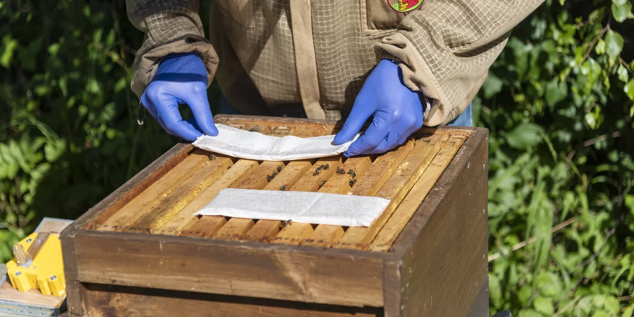 Formicpro ad. us. vet. imprägnierte Steifen für den Bienenstock | © Andermatt BioVet AG